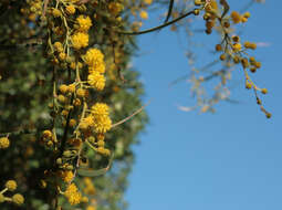 Image of orange wattle