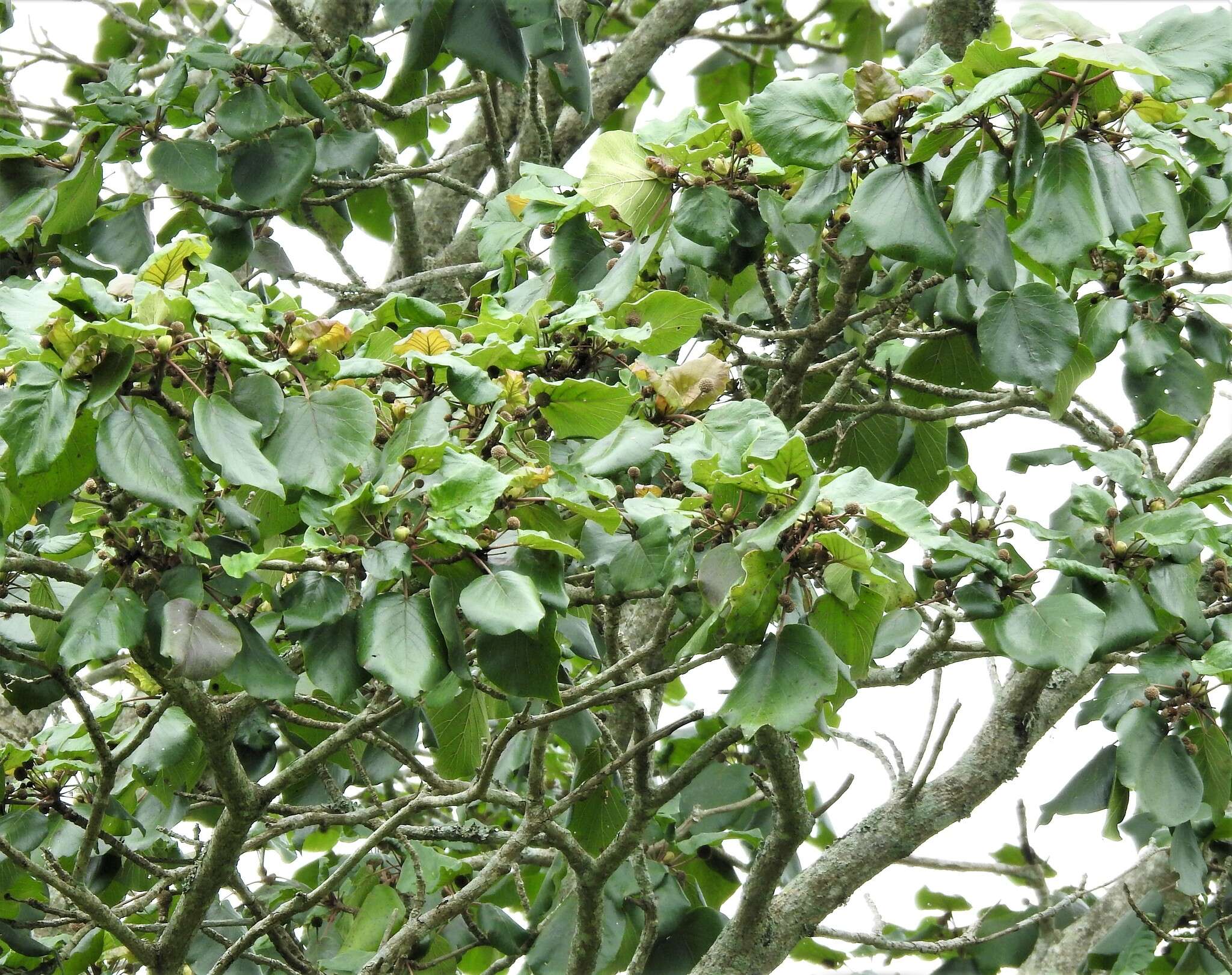 Image of Adina cordifolia (Roxb.) Brandis