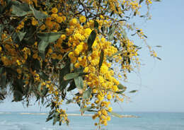 Image of orange wattle