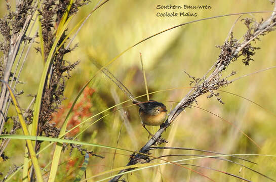 صورة Stipiturus malachurus malachurus (Shaw 1798)