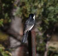 Image of Restless Flycatcher