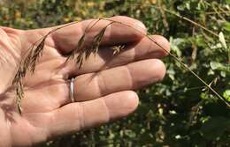 Image of Coast Fescue