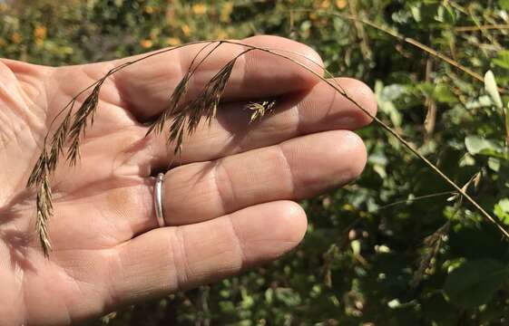 Слика од Festuca elmeri Scribn. & Merr.