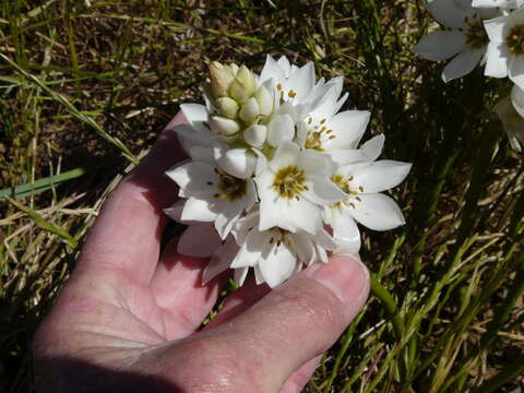 Image of Ornithogalum thyrsoides Jacq.