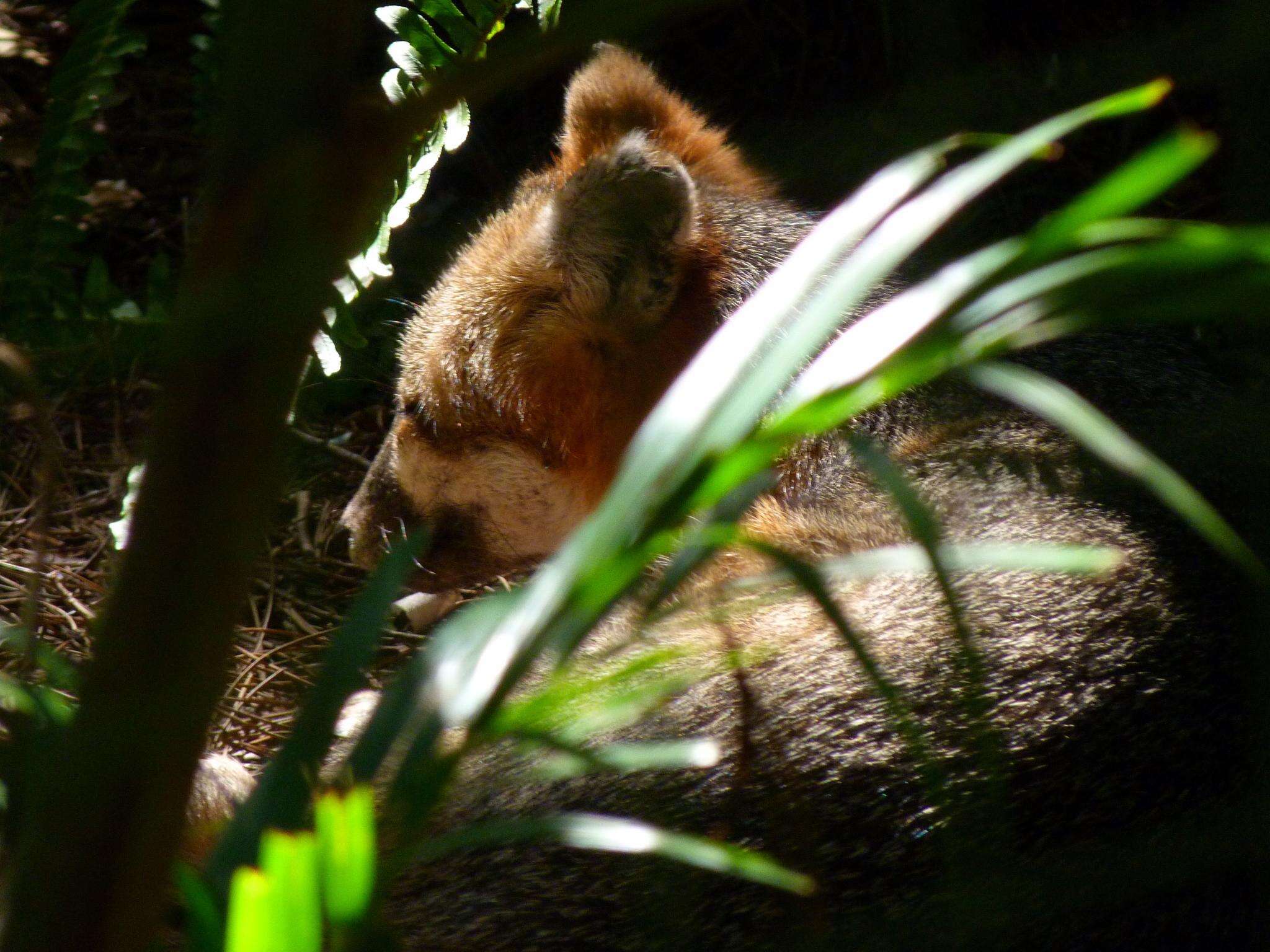 Image of Grey Foxes