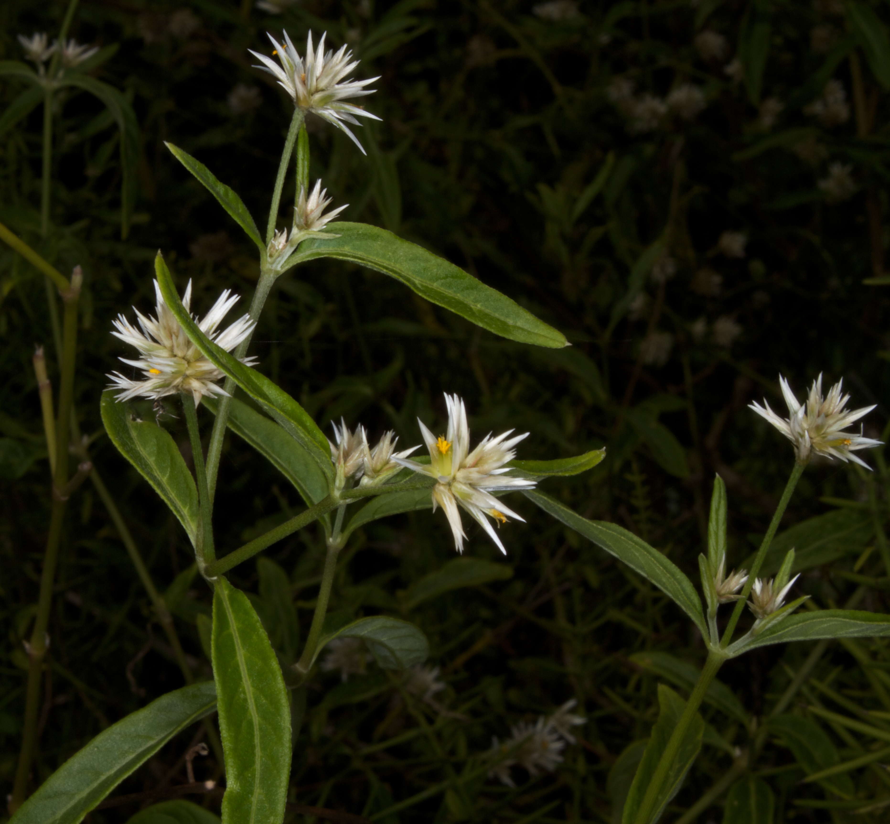 Image de Alternanthera echinocephala (Hook. fil.) Christopherson