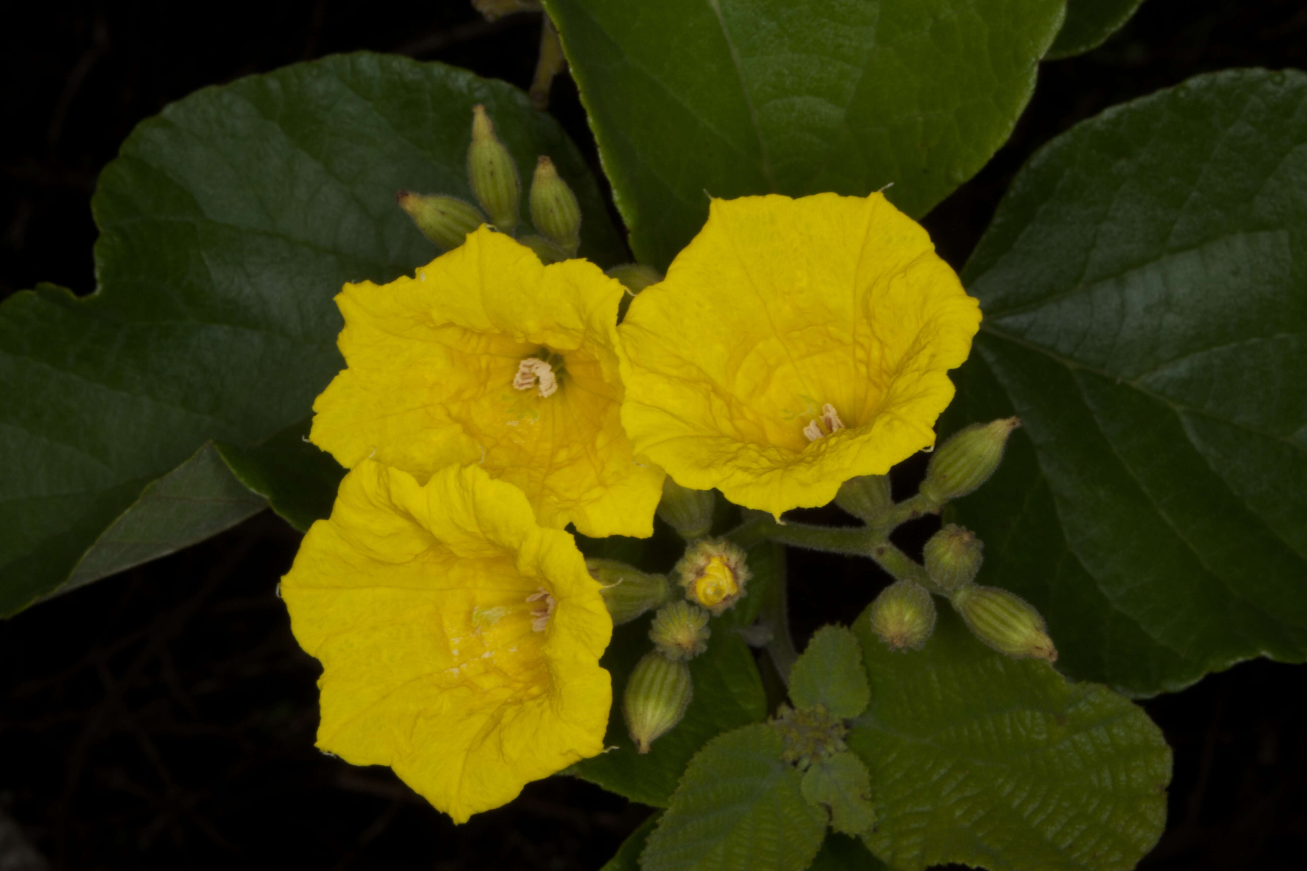 Image of Yellow geiger