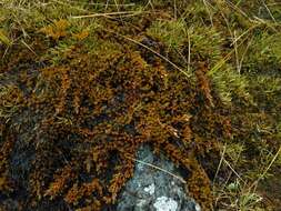 Image de Dracophyllum politum (Cheesem.) Cockayne