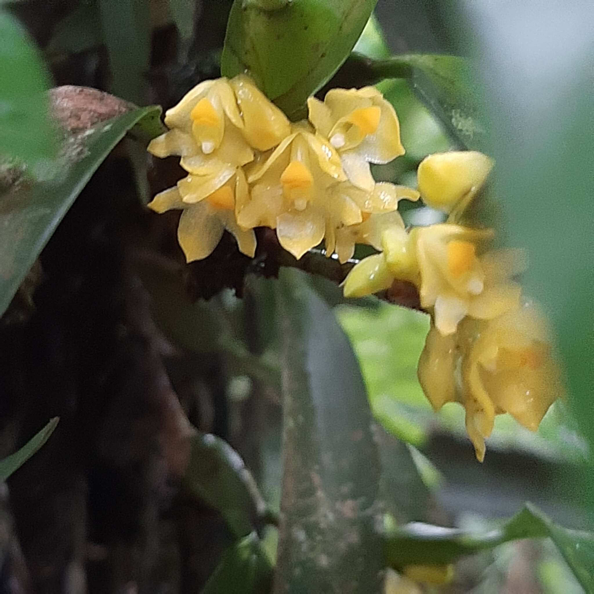 Слика од Maxillaria pseudoneglecta J. T. Atwood