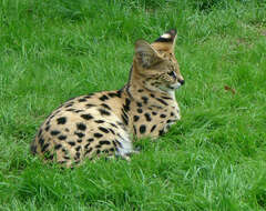 Image of Serval (cat)