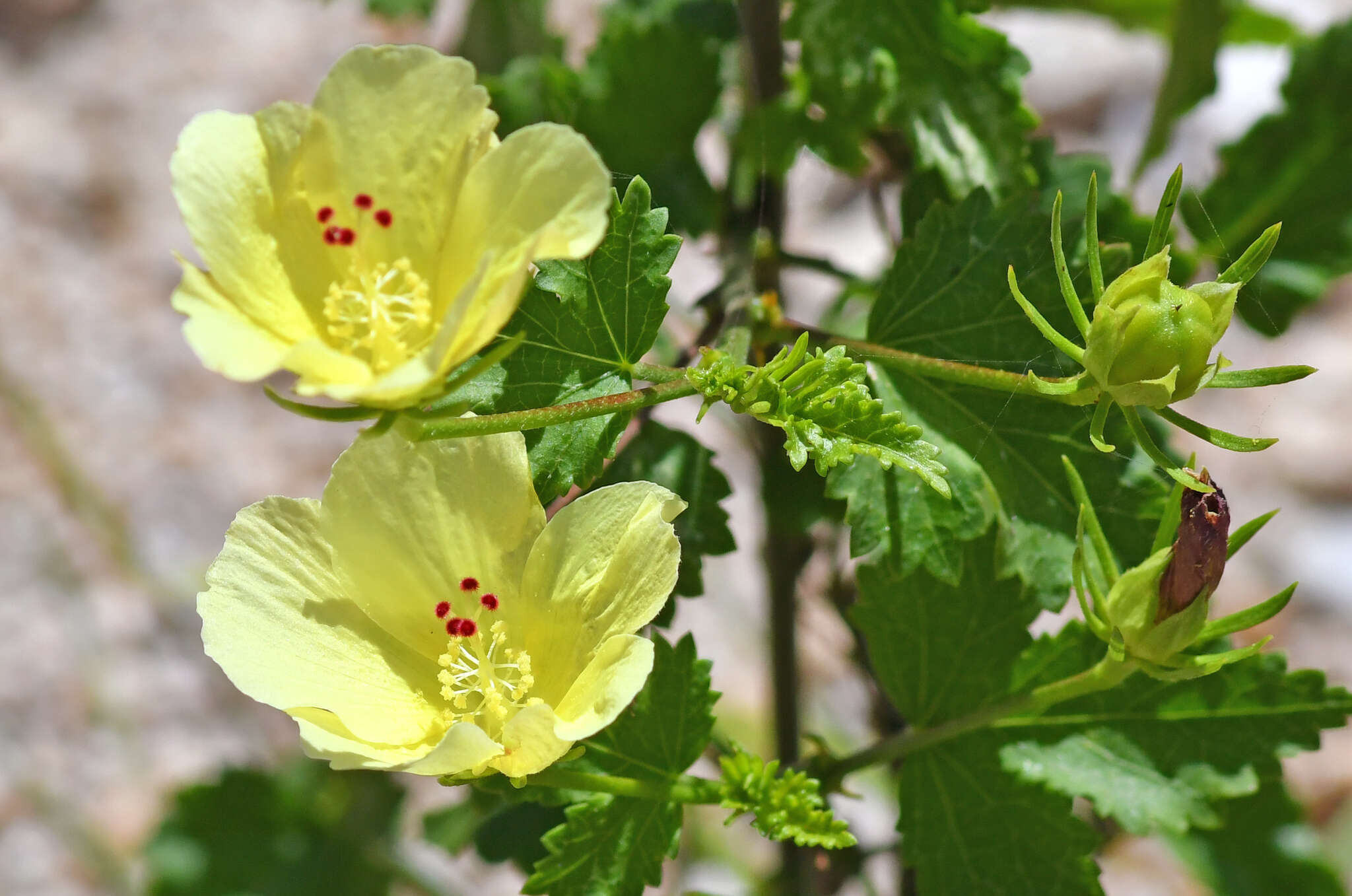 Sivun Hibiscus ribifolius A. Gray kuva