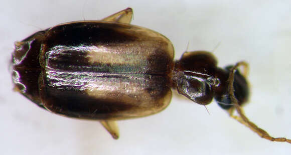 Image of Axinopalpus