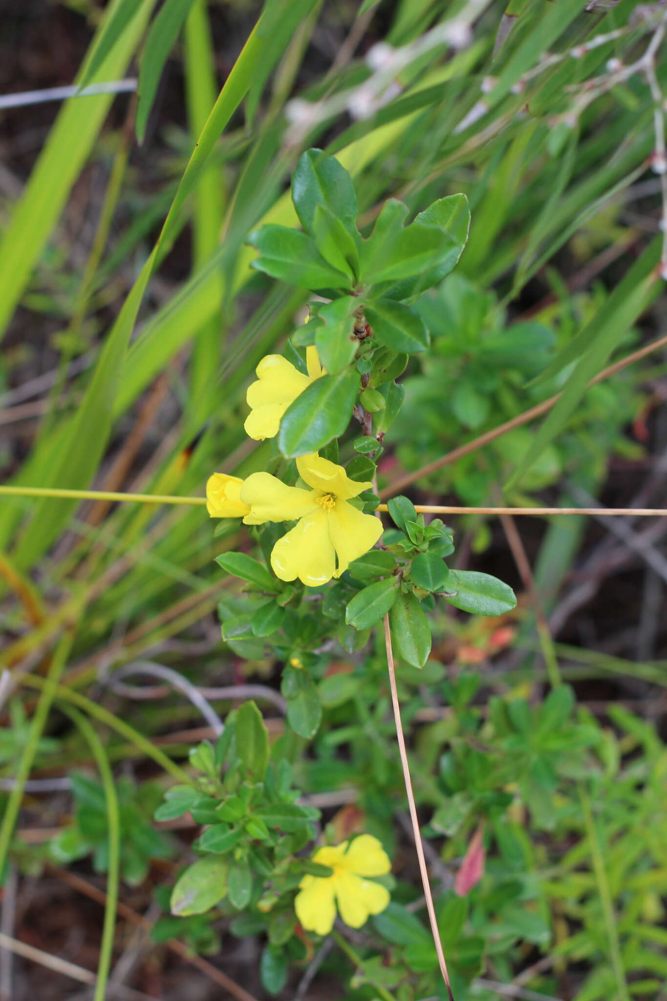 Image of Hibbertia cuneiformis (Labill.) Smith