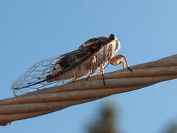 Image of Cicada orni Linnaeus 1758