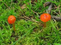 Image of Hygrocybe minutula (Peck) Murrill 1916