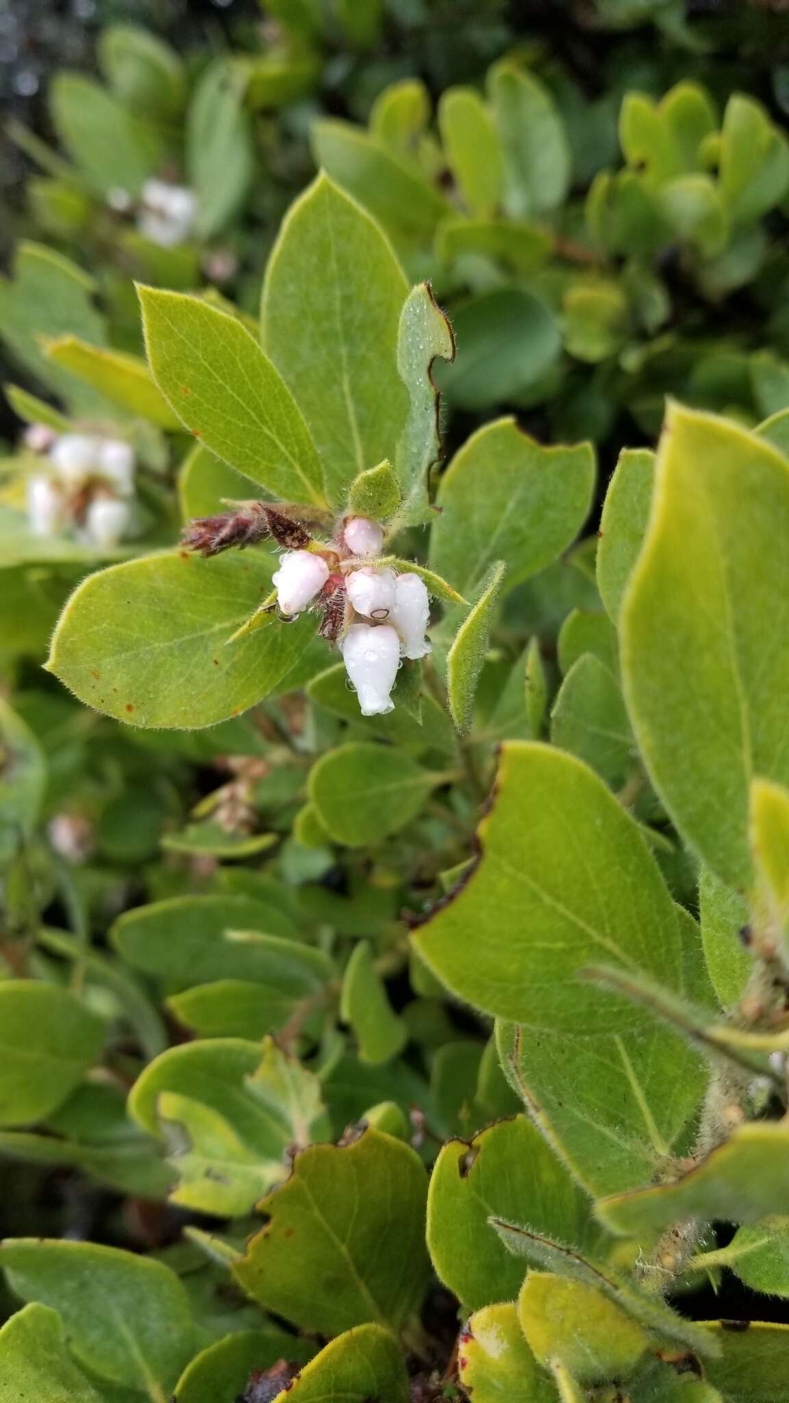 Image of Eastwood's manzanita