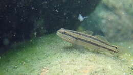 Image of Shimofuri Goby