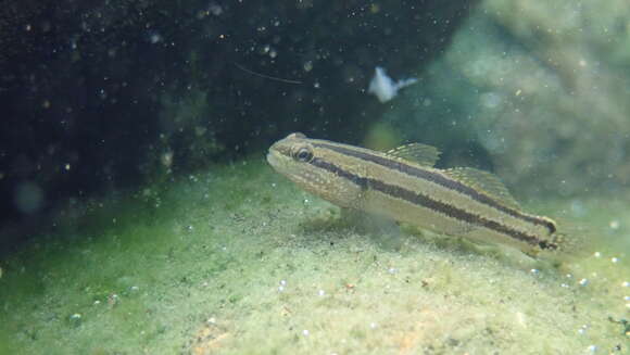 Image of Shimofuri Goby