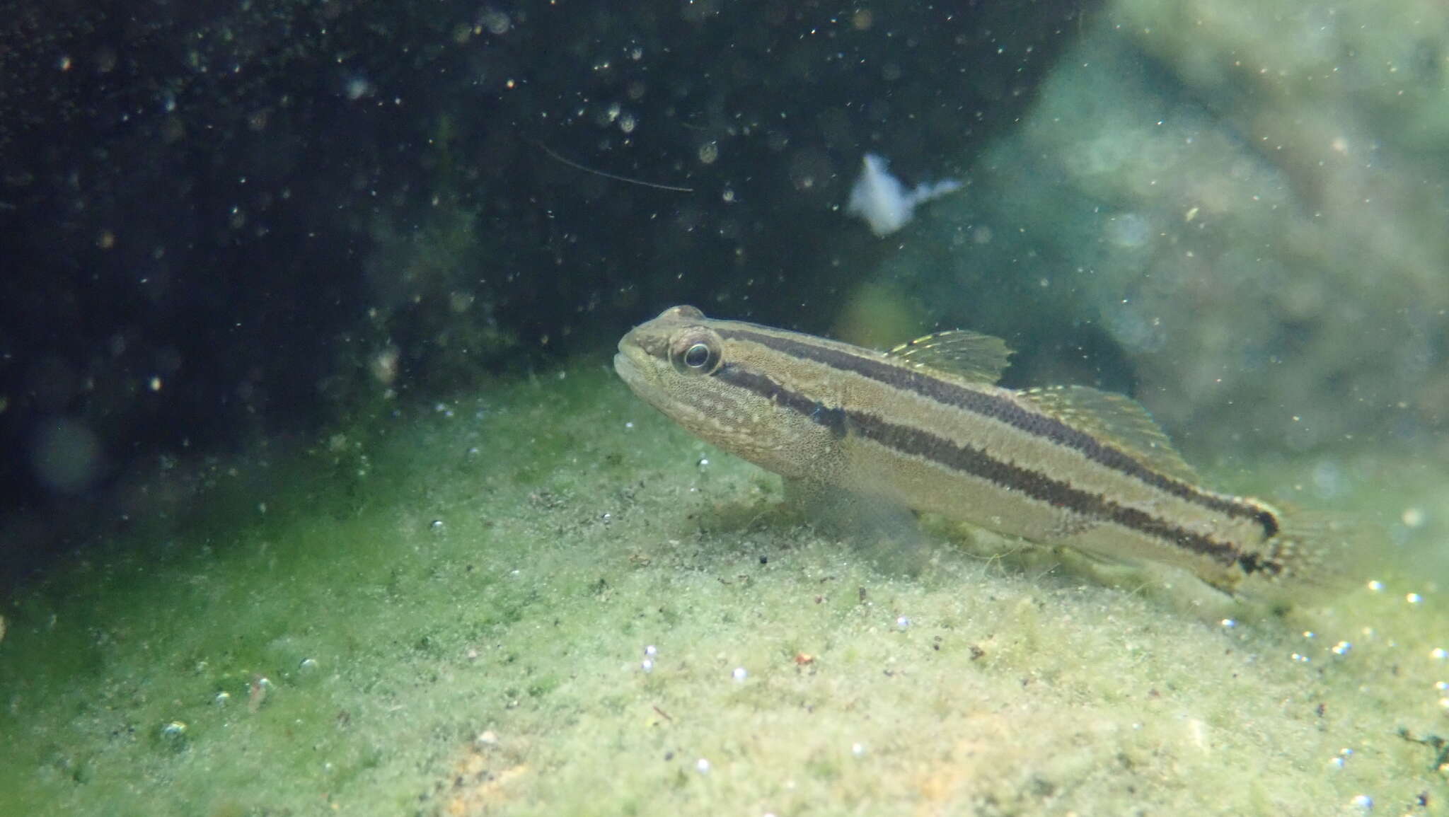 صورة Tridentiger bifasciatus Steindachner 1881