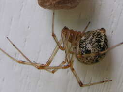 Image of Parasteatoda