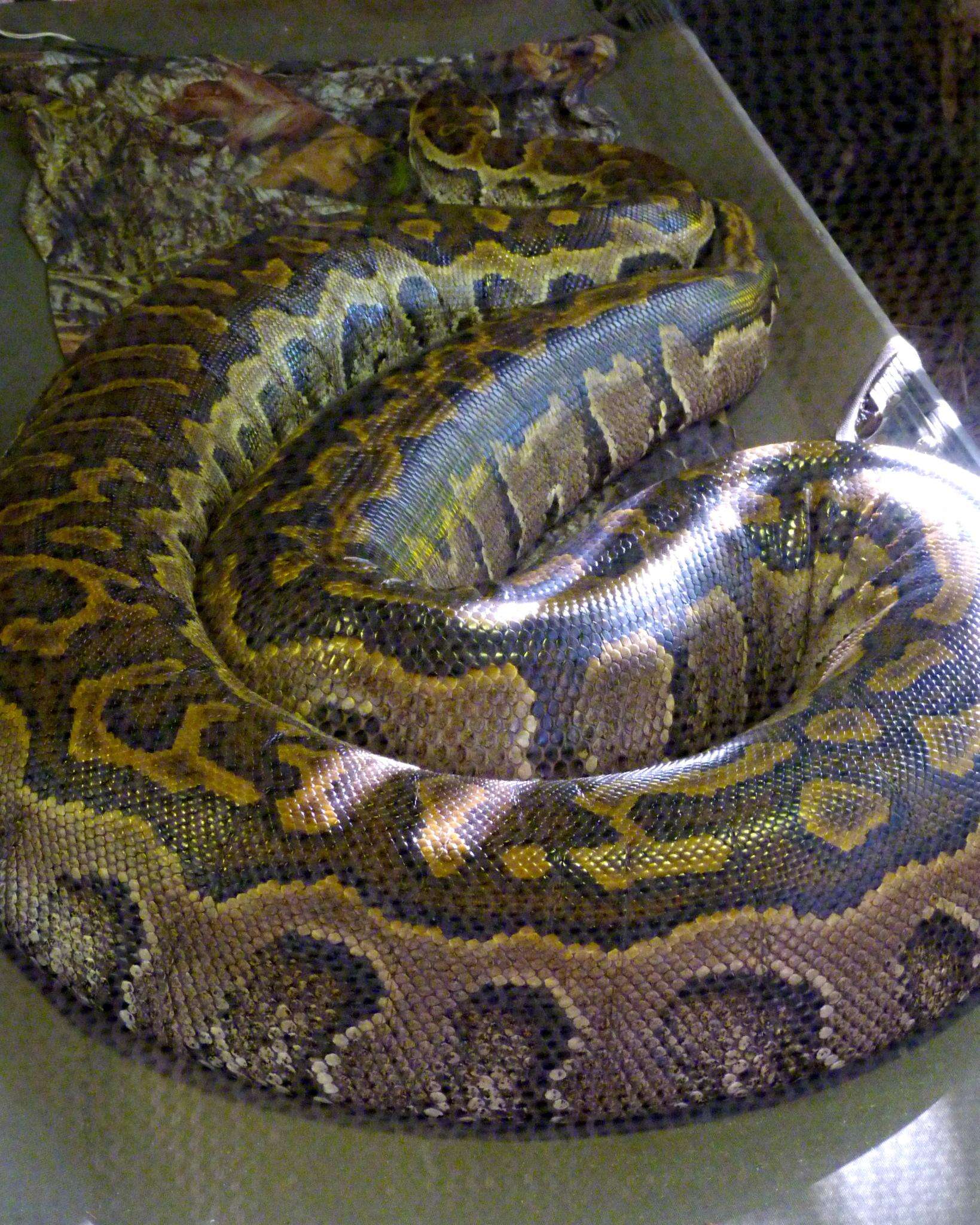 Image of African rock python