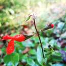 Image de Salvia blepharophylla Brandegee ex Epling