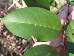 Image of glossy privet