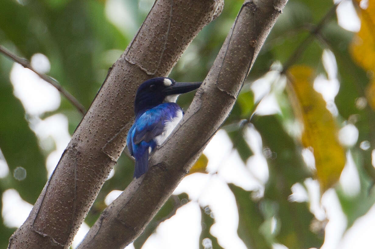 Image of Blue-and-white Kingfisher