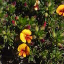 Слика од Pultenaea pedunculata Hook.