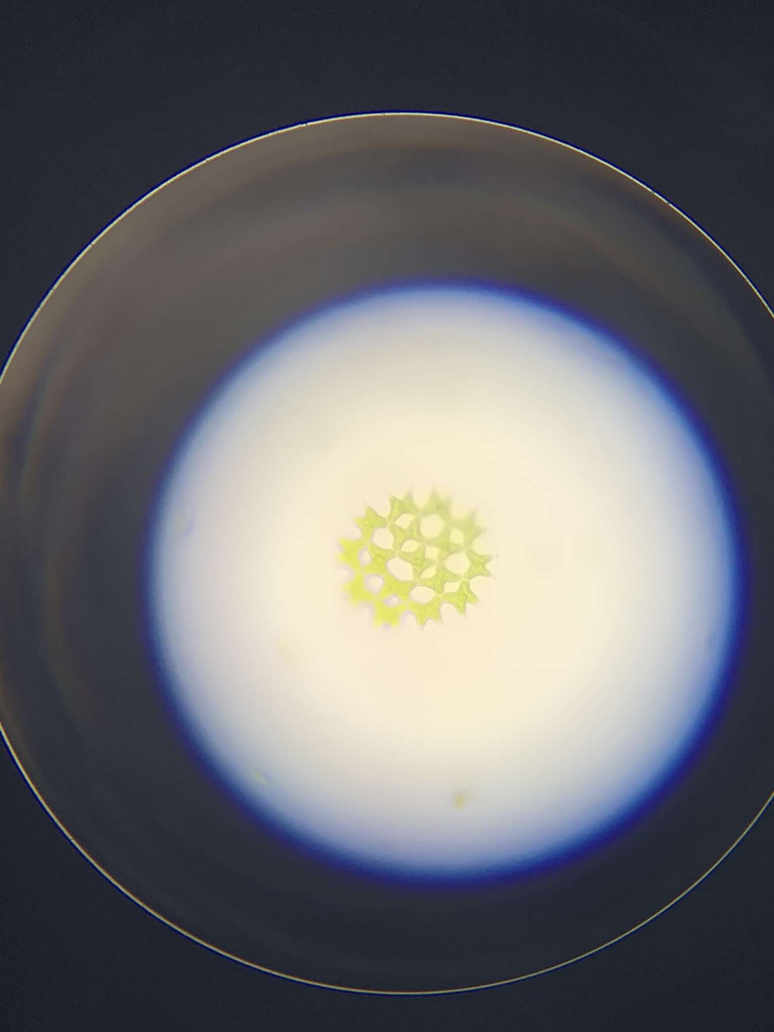 Plancia ëd Pediastrum duplex