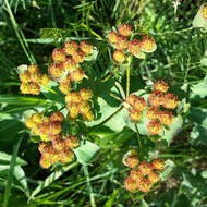 Euphorbia epithymoides L. resmi