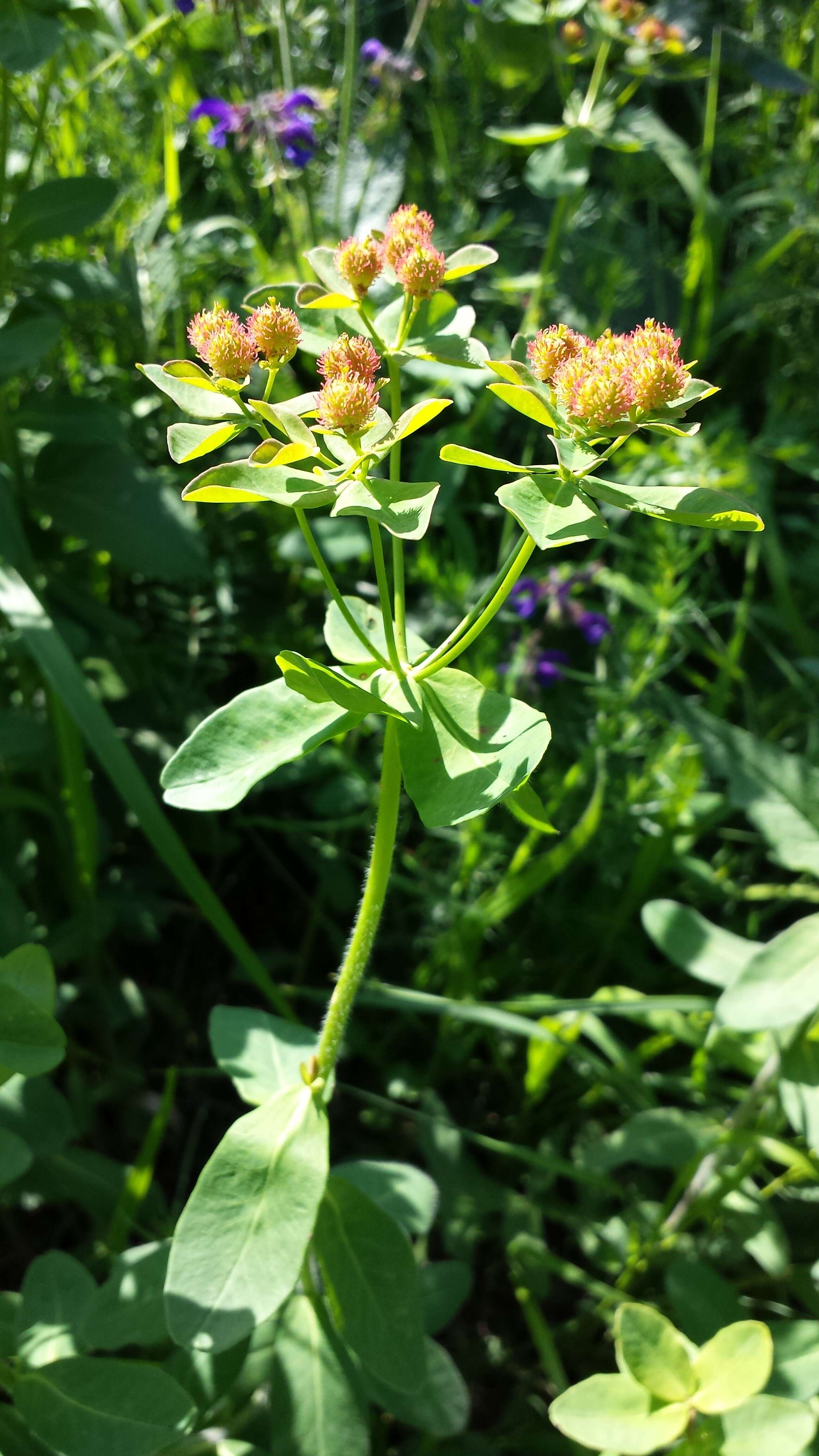 Image of cushion spurge