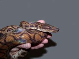 Image of Rainbow Boa