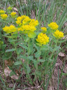 Image of cushion spurge