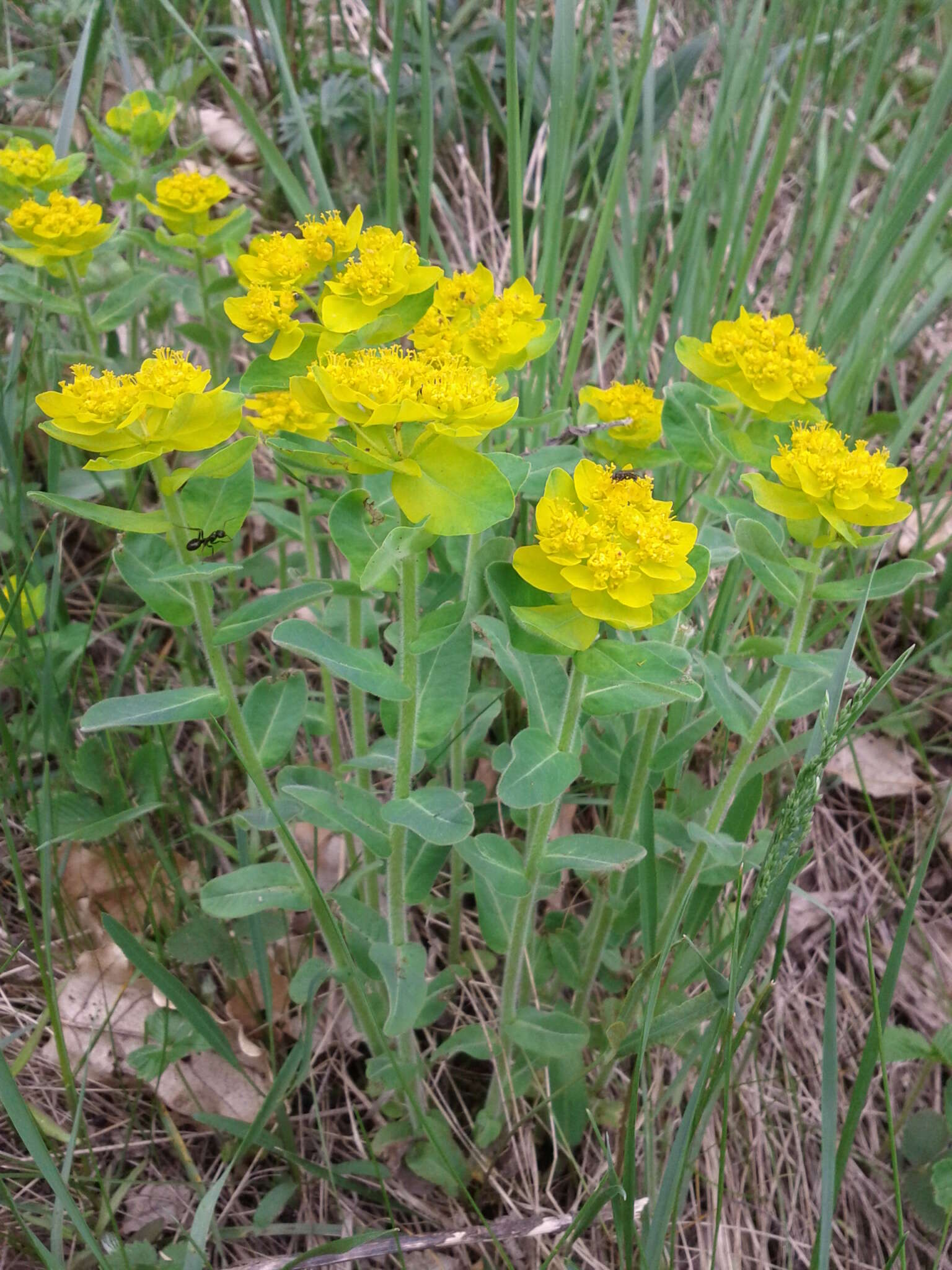 Euphorbia epithymoides L. resmi