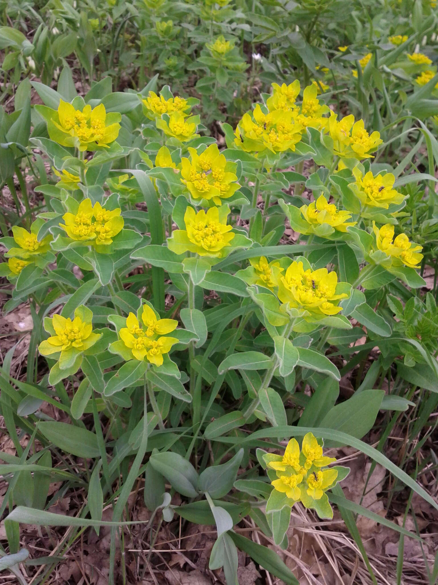 Image of cushion spurge