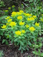 Image of cushion spurge