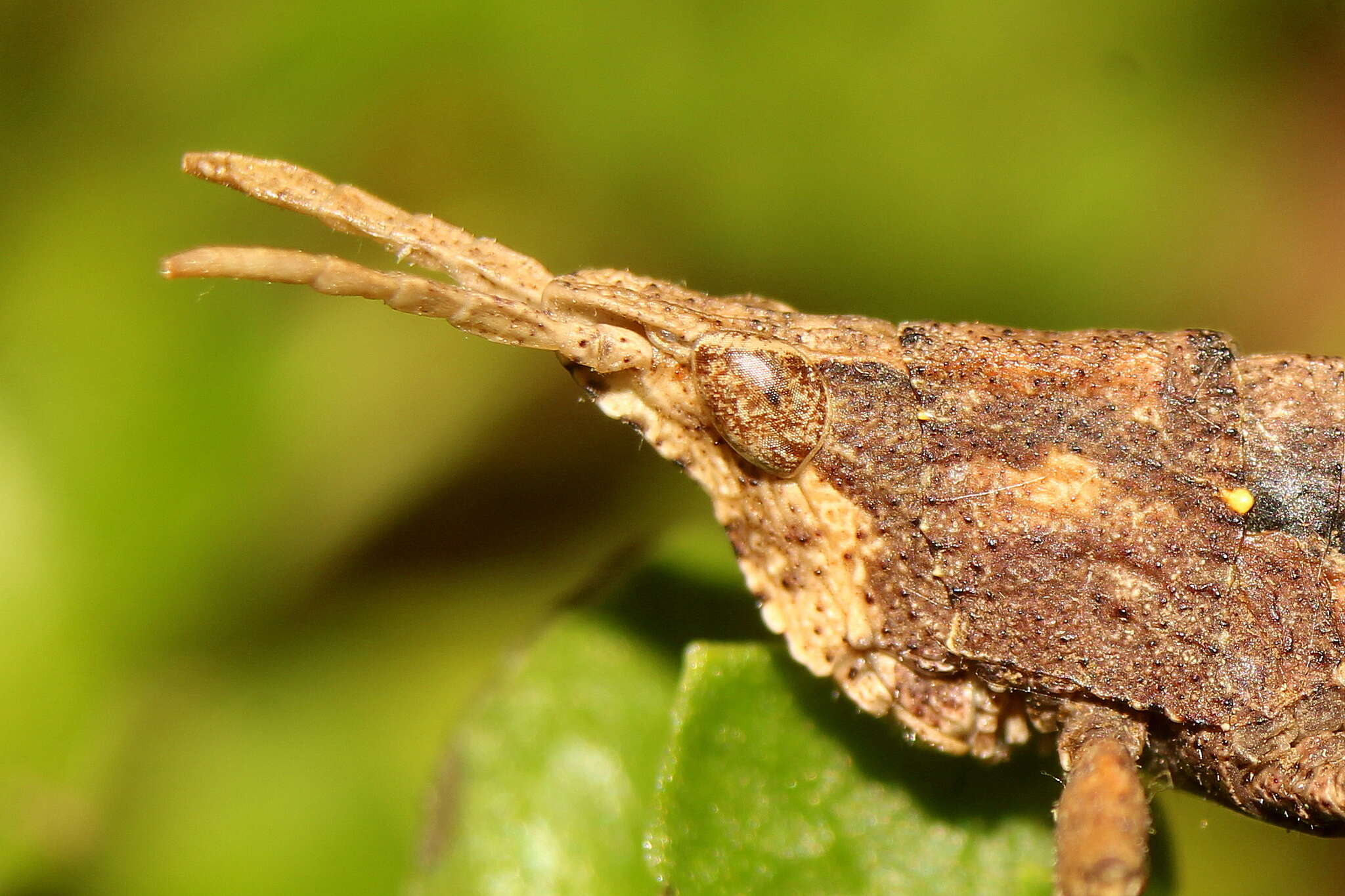 Image of Tropidostethus angusticollis (Blanchard & E. 1851)