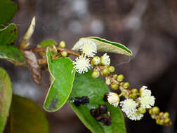 Image of Croton ferrugineus Kunth