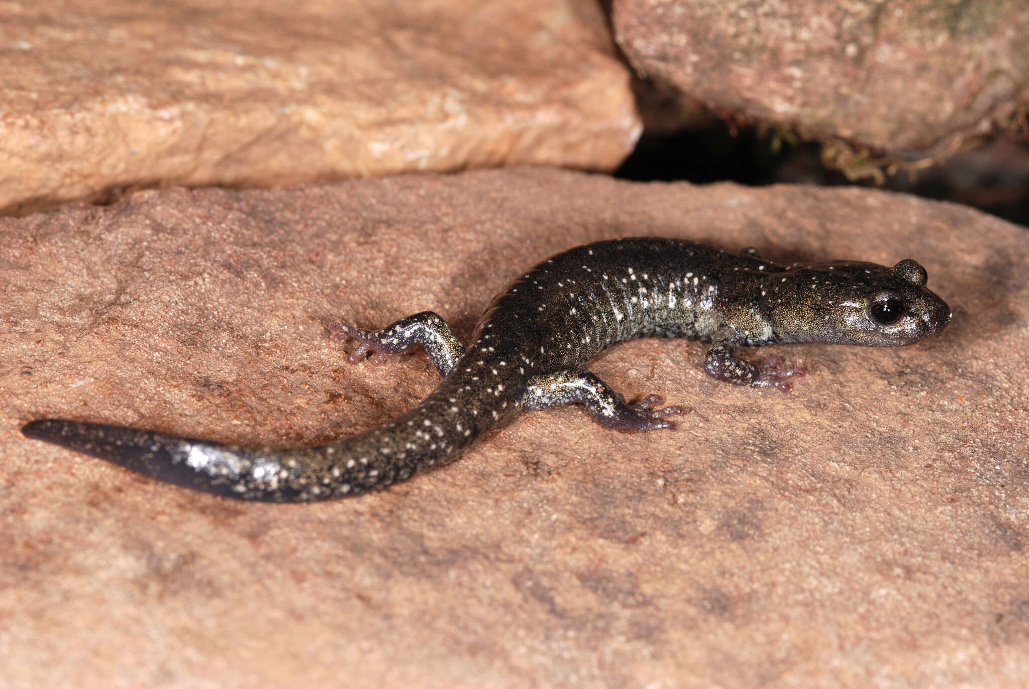 Image of Klamath Black Salamander