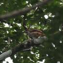 Image of African Shrike-flycatcher