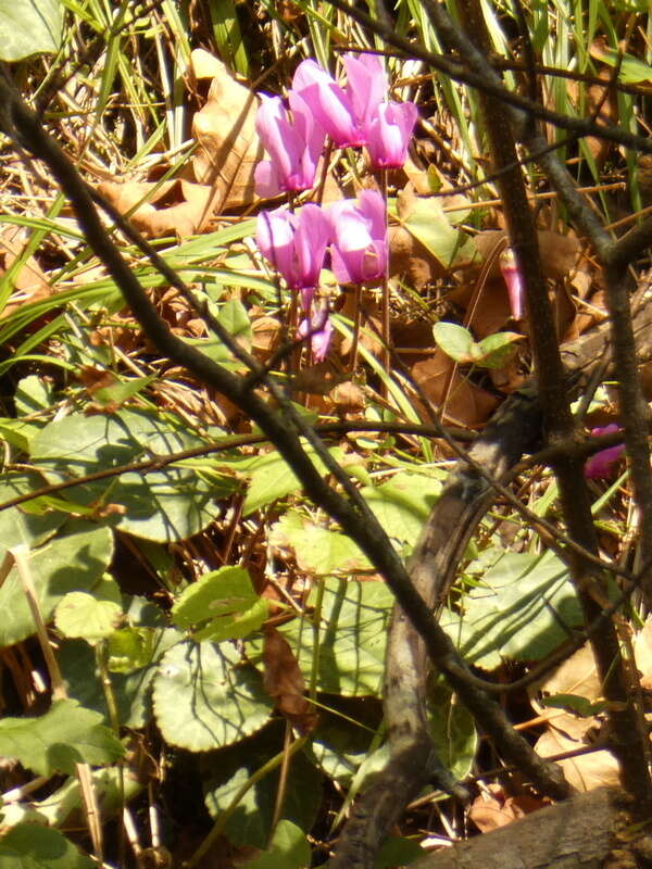 Image of cyclamen