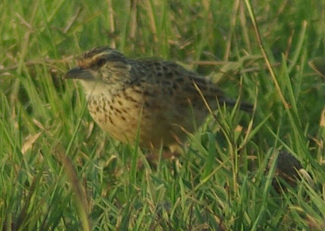 Image of Rufous-naped Lark