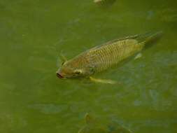 Image of Nile tilapia