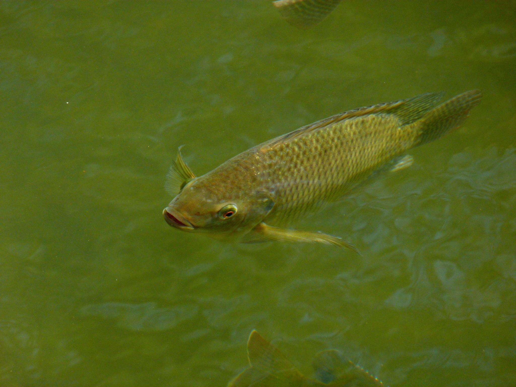 Image de Tilapia du Nil