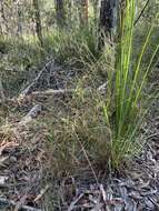 Image of Hairy Panic Grass