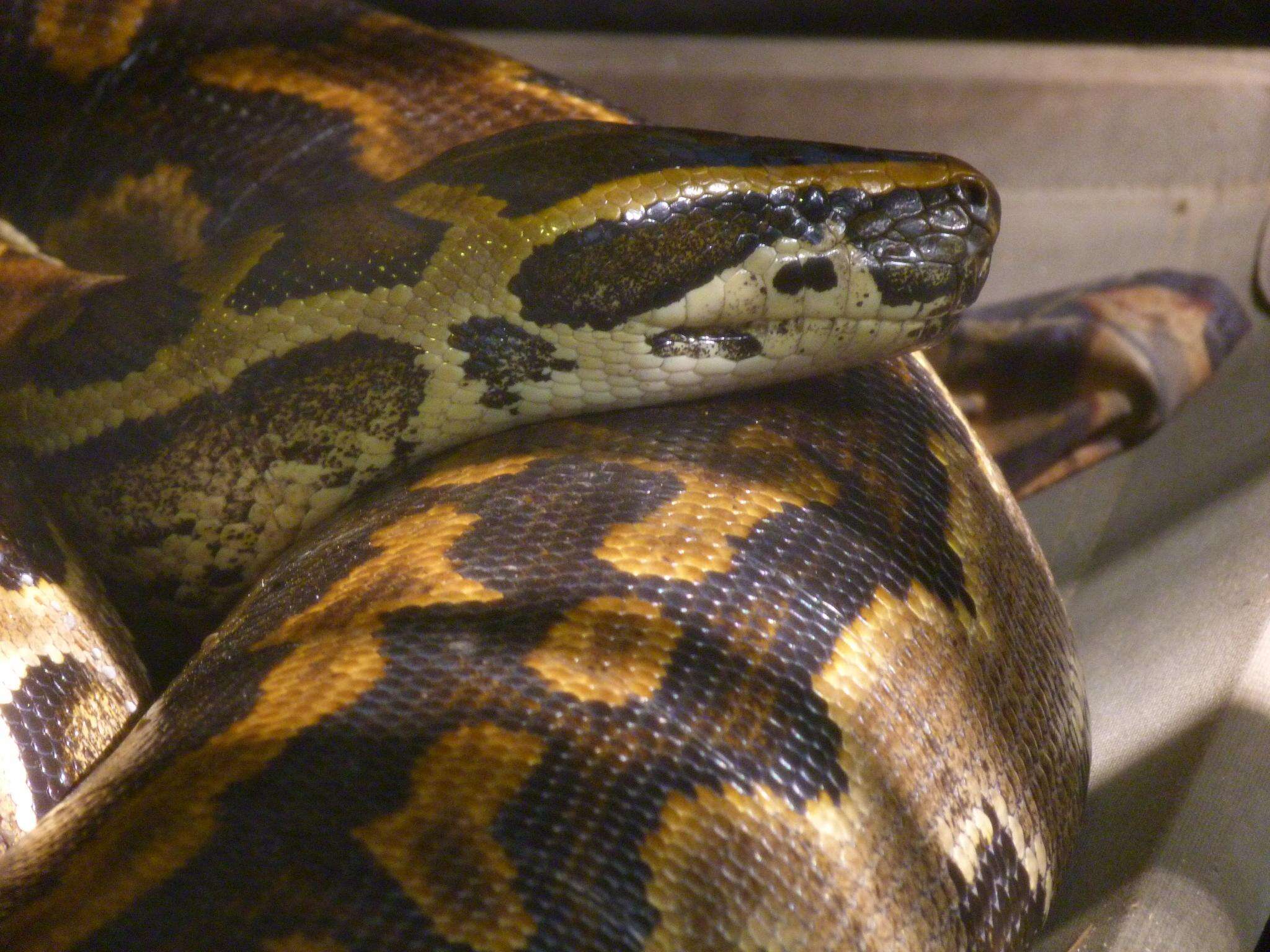 Image of African rock python