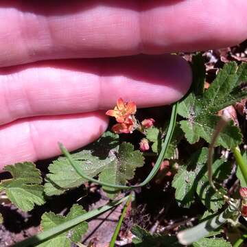 Слика од Ribes erythrocarpum Coville & Leiberg