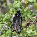 Image of Ethmia chrysopyga Zeller 1844