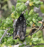 Image of Ethmia chrysopyga Zeller 1844